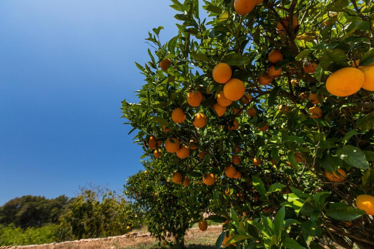 Agroturisme Can Planells Sant Miquel de Balansat Exteriér fotografie